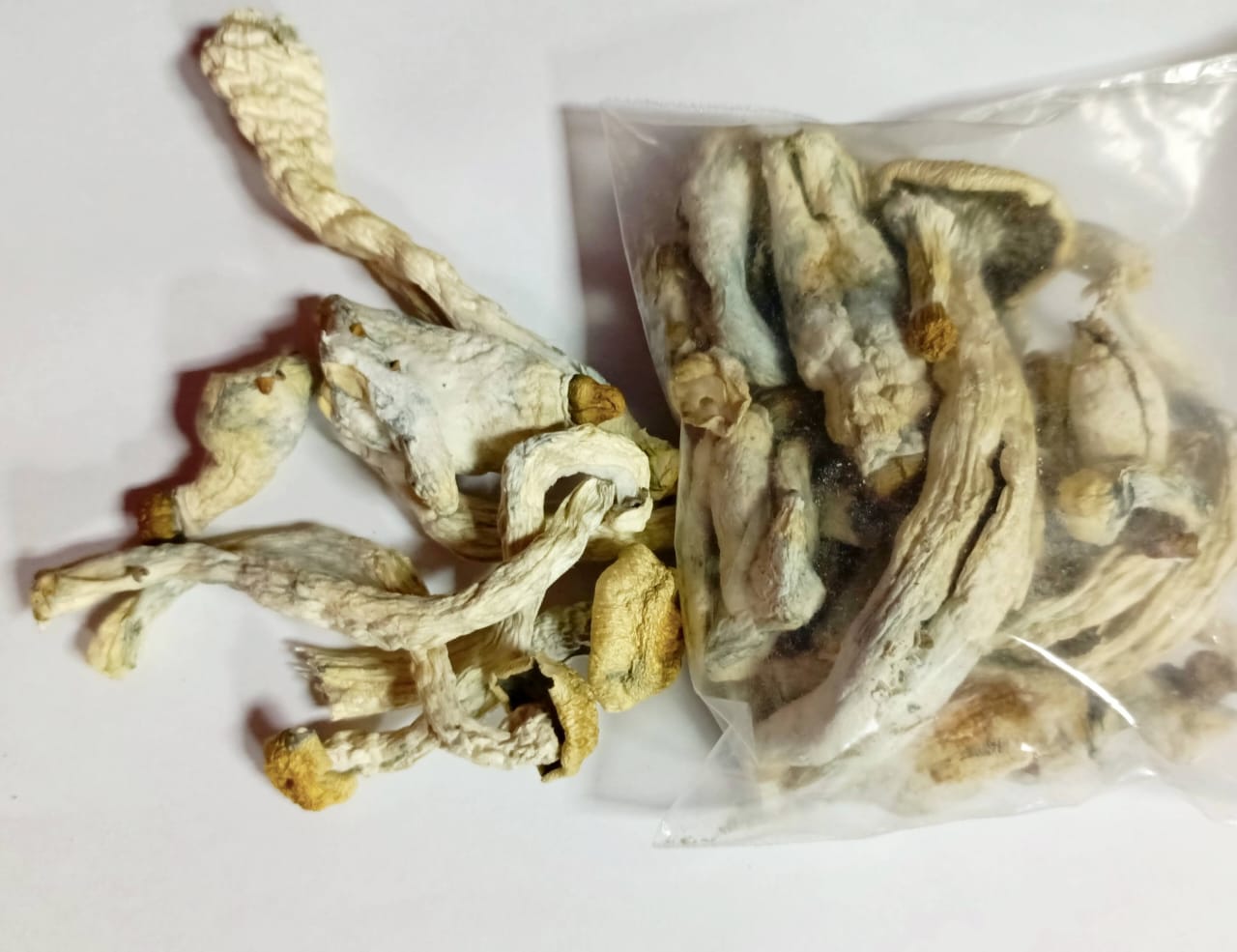 Mushrooms Bluedress - Magic Mushrooms