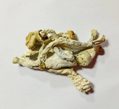 Mushrooms Shakti - Magic Mushrooms